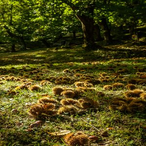 Serata di degustazione 6 novembre 2025